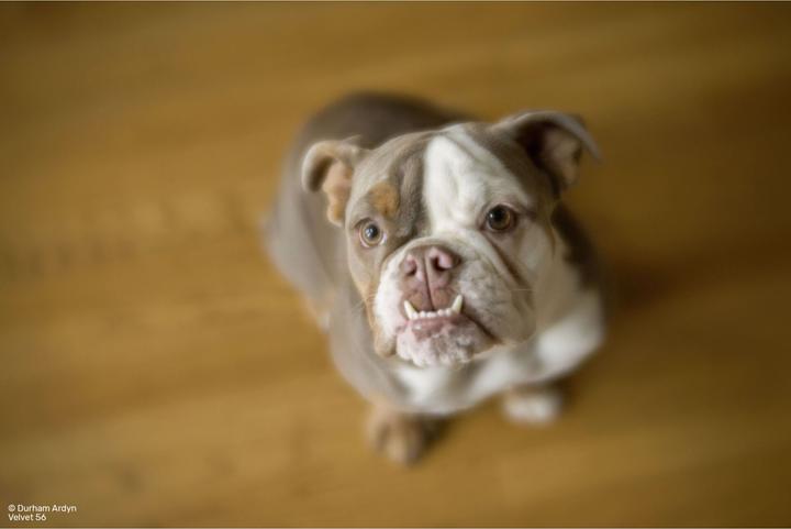 Produktbild Lensbaby Velvet 56 silver Sony E (Sony E, APS-C / DX, Vollformat)