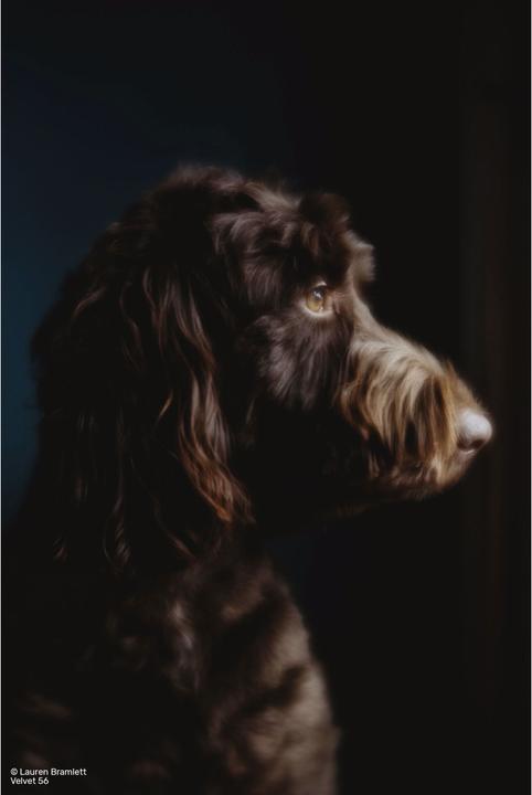 Produktbild Lensbaby Velvet 56 silver Sony E (Sony E, APS-C / DX, Vollformat)