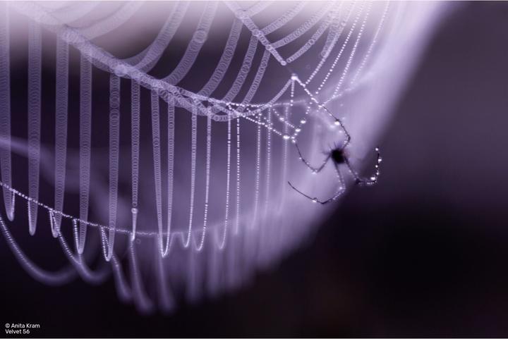 Produktbild Lensbaby Velvet 56 silver Sony E (Sony E, APS-C / DX, Vollformat)