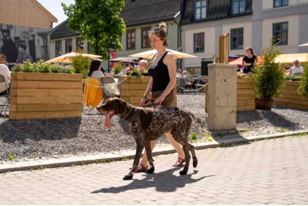 Productafbeelding Non-Stop Dogwear Pector laarsjes 4 stuks (L, Hondenschoenen)