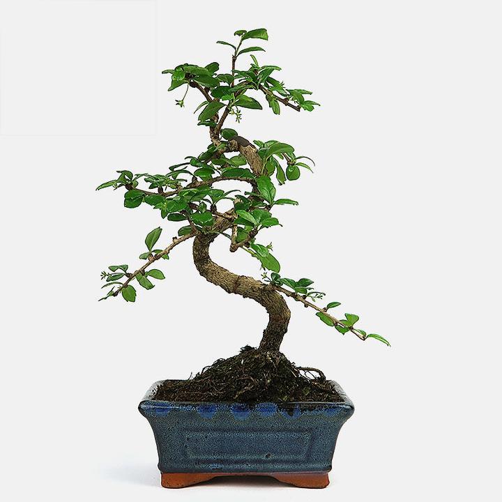 Actual product image Bonsai.ch Carmona Fukientee (30 cm)