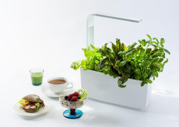 Image du produit Tregren Pot d'herbes T6 (34.50 cm)