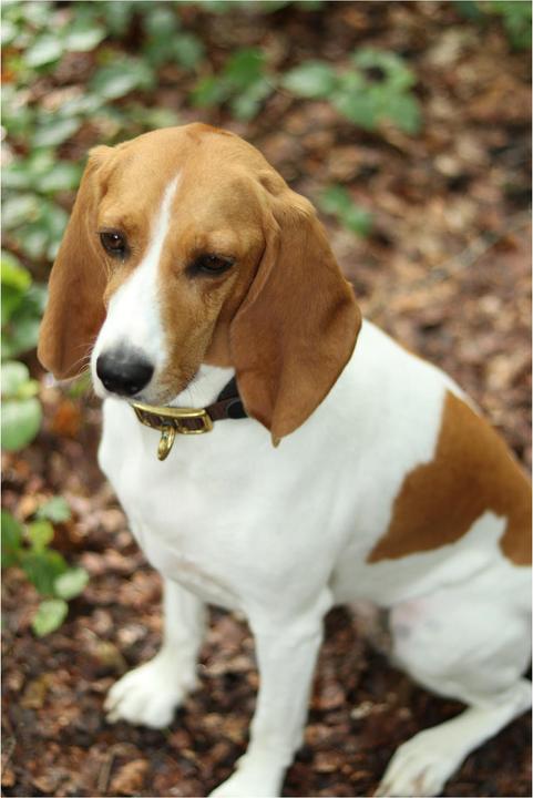 Actual product image Niggeloh Collar DeLuxe (XXS, Dog, General)