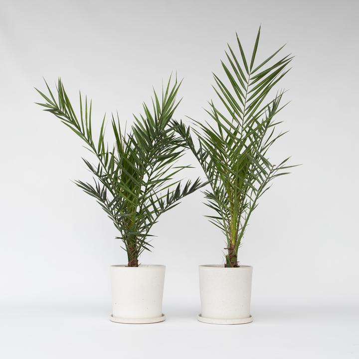 Produktbild Plant in a Box Phoenix canariensis (80 cm)