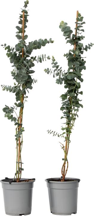 Produktbild Plant in a Box Eucalyptus cinerea 'Silver Dollar' (110 cm)