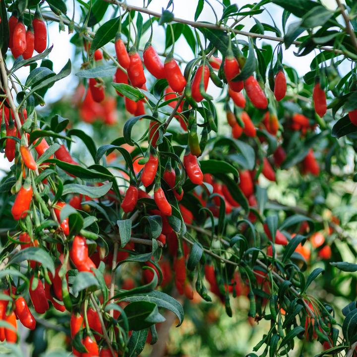 Image du produit Plant in a Box Lycium barbarum - 3er Set Goji Pflanzen (25 cm)