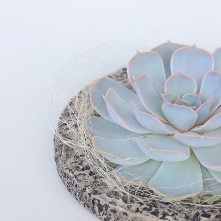 Produktbild Plant in a Box Echeveria lilacina - Koala Bowl (8 cm)