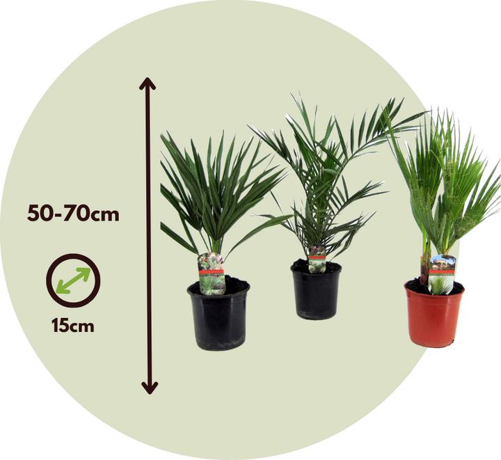 Actual product image Plant in a Box Phoenix canariensis, Chamaerops Humilis, Washingtonia Robusta (50 cm)