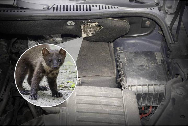 Actual product image Gardigo Ultrasonic marten defence