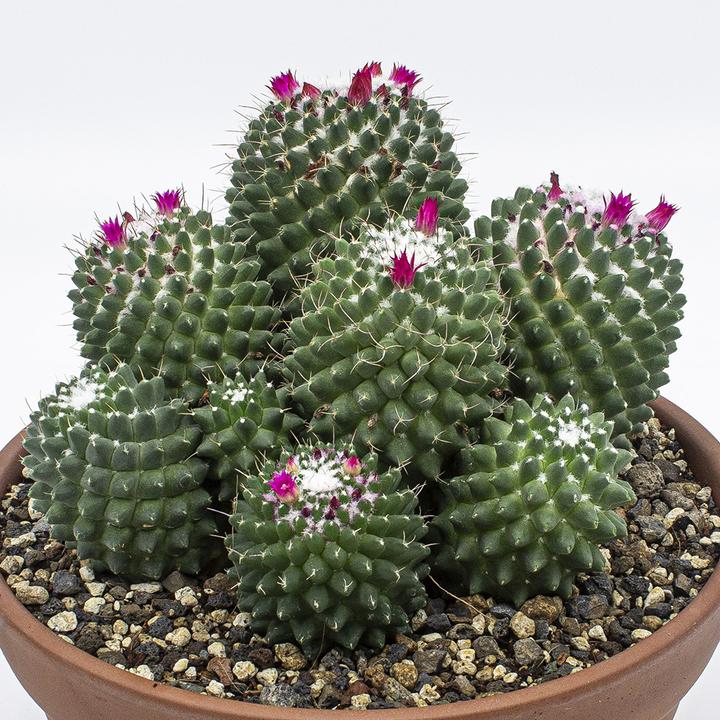 Actual product image Kakteen Gautschi Mammillaria toluca Group (20 cm)