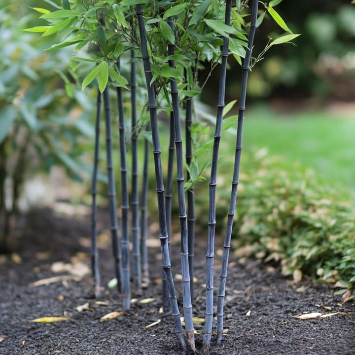Actual product image Plant in a Box Fargesia papyrifera 'Blue Dragon' - 2er-Set Bambus (30 cm)
