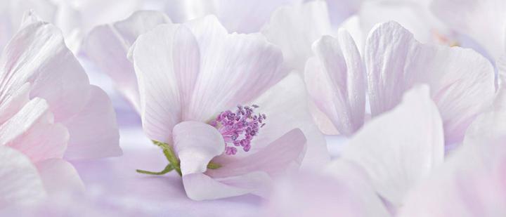 Immagine prodotto Weleda malva bianca