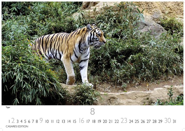 Immagine prodotto Big Cats 2026 S 24x35cm (24 x 35 cm, Tedesco)