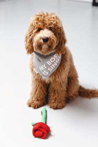 Immagine prodotto Beeztees Bandana Capo singolo (S, Cappotto per cani)