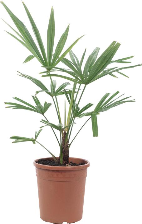 Produktbild Flowerbox Chinesische Hanfpalme - Trachycarpus fortunei (60 cm)