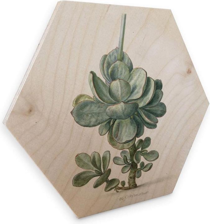Image du produit Trenddeko Succulentes (25 x 22 cm)