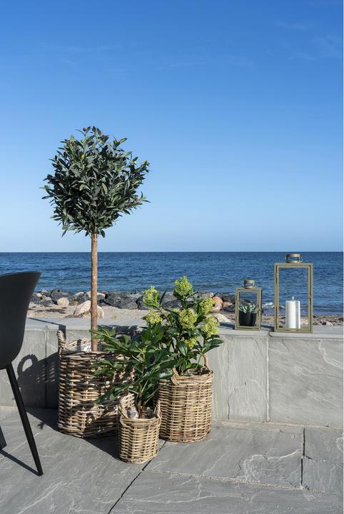 Actual product image House Nordic Skimmia (75 cm)