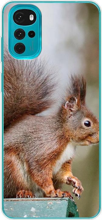 Squirrels
