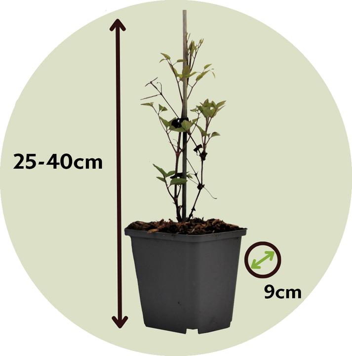 Actual product image Plant in a Box Clematis 'Hagley Hybrid' - Set of 3 clematis (25 cm)