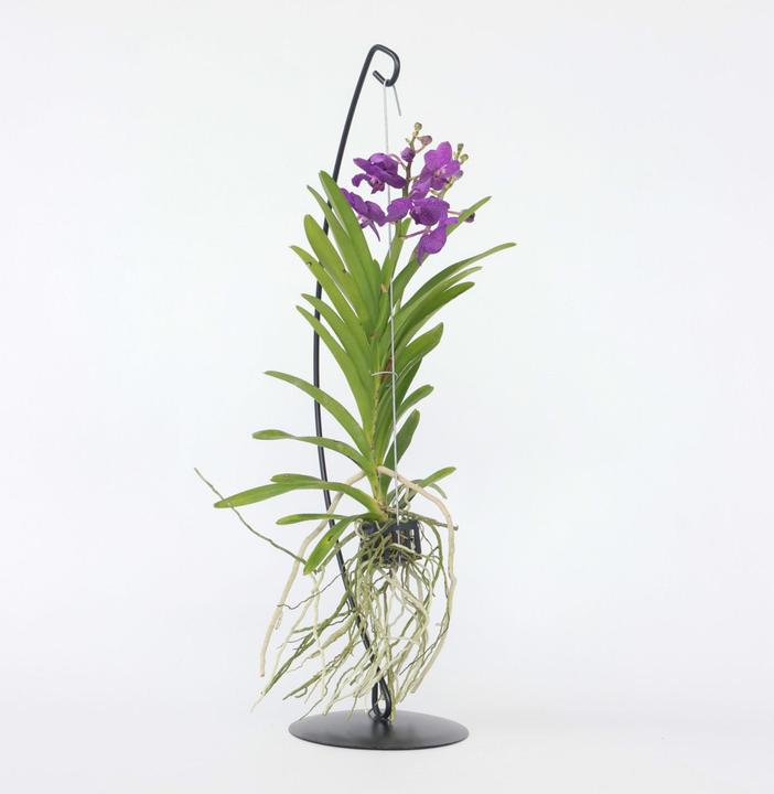 Produktbild Plant in a Box Vanda 'Blue' - Orchidee (50 cm)