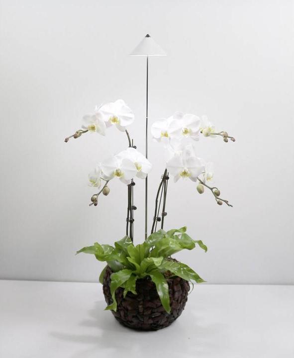 Image du produit Colibri SUNLiTE blanc (LED, 230 V)