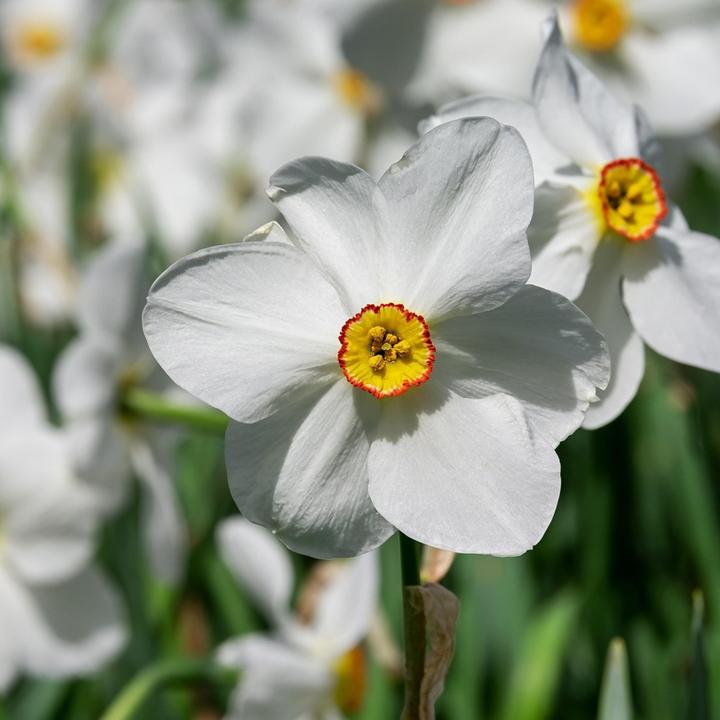 Actual product image Plant in a Box Narcissus Recurvus - set of 30 daffodil bulbs