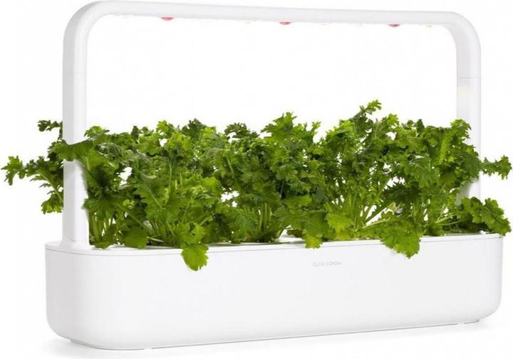 Actual product image Click and Grow Seeds Wasabi Mustard 3-Pack (Herb seeds)