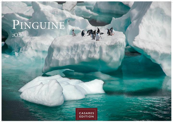Actual product image Pinguine 2026 S 24x35cm (24 x 35 cm, German)