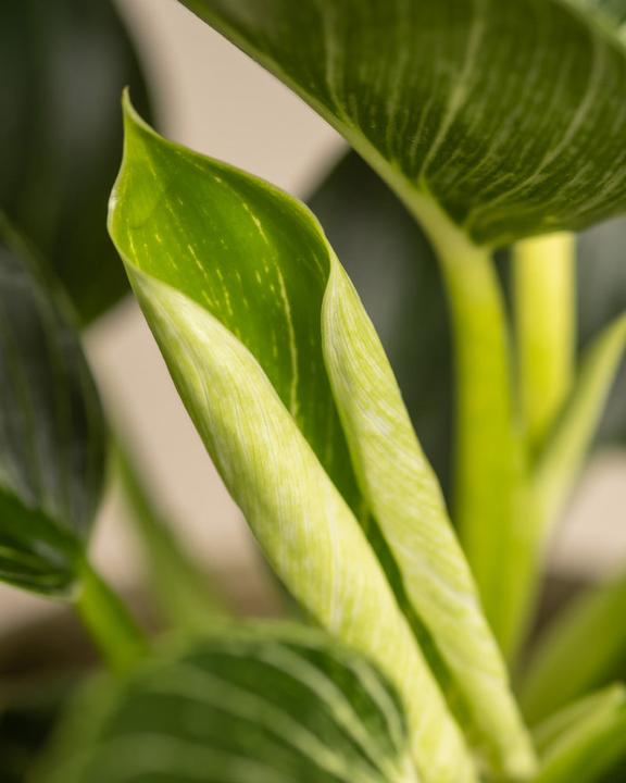 Produktbild feey Philodendron Birkin 'White Measure' (30 cm, Frisch umgetopft)