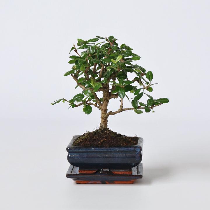 Immagine prodotto Plant in a Box Carmona microphylla - Bonsaibaume (25 cm)