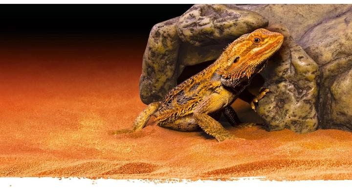 Produktbild Exo Terra Reptile Cave