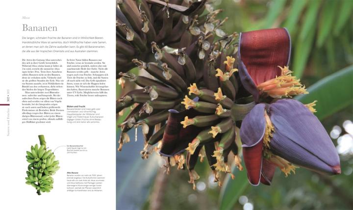 Produktbild Flora – Wunderwelt der Pflanzen (Deutsch, DK Verlag, 2019)