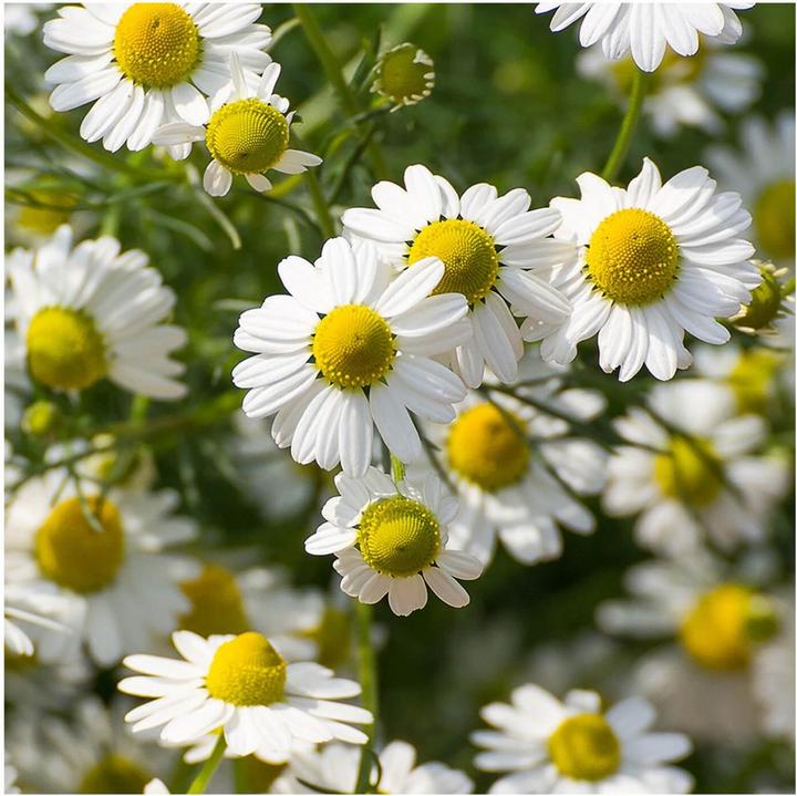 Actual product image Rausch Sensitive Hand Cream with Camomile Fl 50 ml (50 ml)