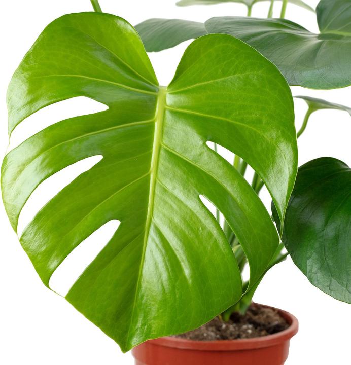 Actual product image Flowerbox Ceriman - height ca. 75 cm, pot-Ø 19 cm - Monstera Deliciosa (75 cm)