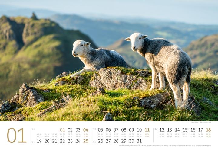 Produktbild Schafe Kalender 2026 (45 x 33 cm, Harter Einband, Deutsch, Französisch, Italienisch, Englisch)
