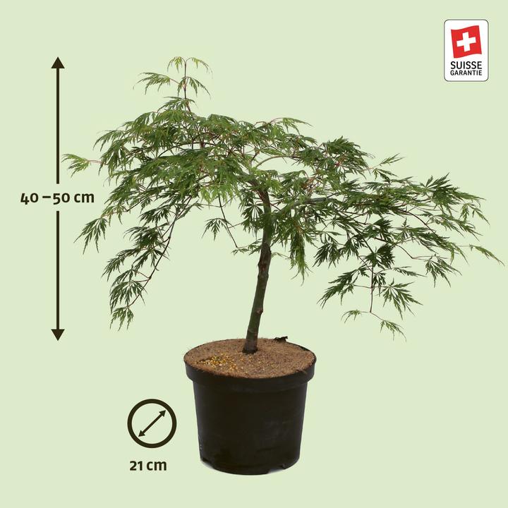 Produktbild Zulauf Japanischer Fächer-Ahorn / Acer palmatum 'Dissectum' (40 cm)