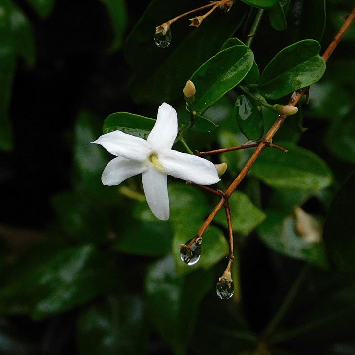 Image du produit Plant in a Box Trachelospermum jasminoides 'Officinale' - Set de 3 jasmins (25 cm)
