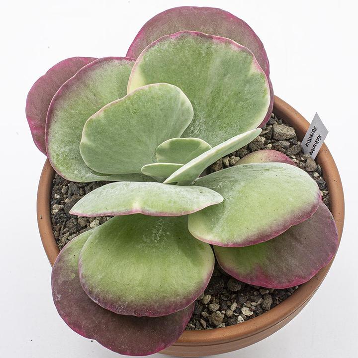 Produktbild Kakteen Gautschi Kalanchoe thyrsiflora (20 cm)
