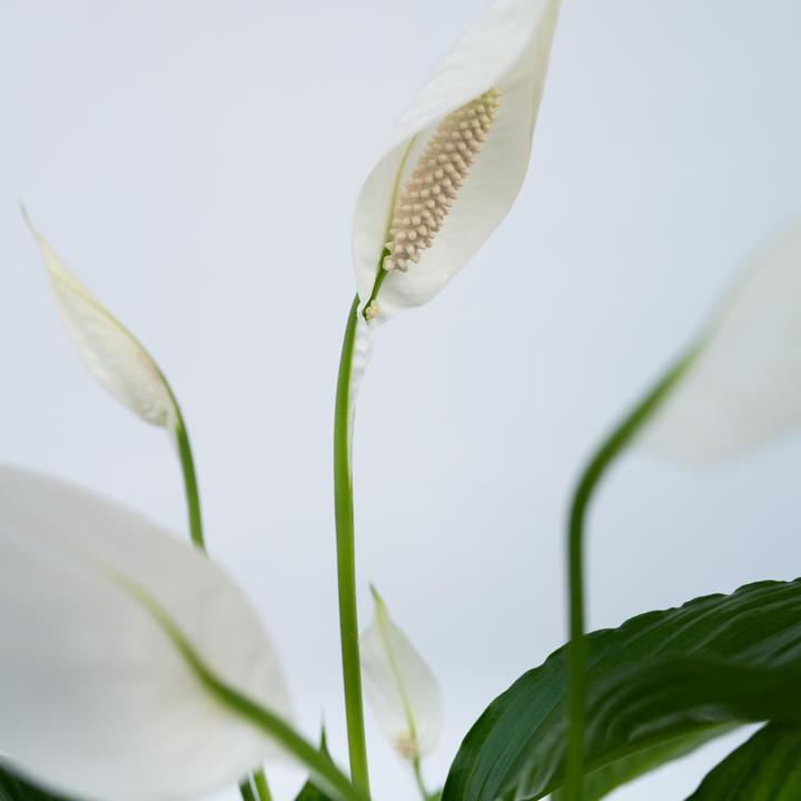 Immagine prodotto Plant in a Box Spathiphyllum Lima - Einblatt (60 cm)