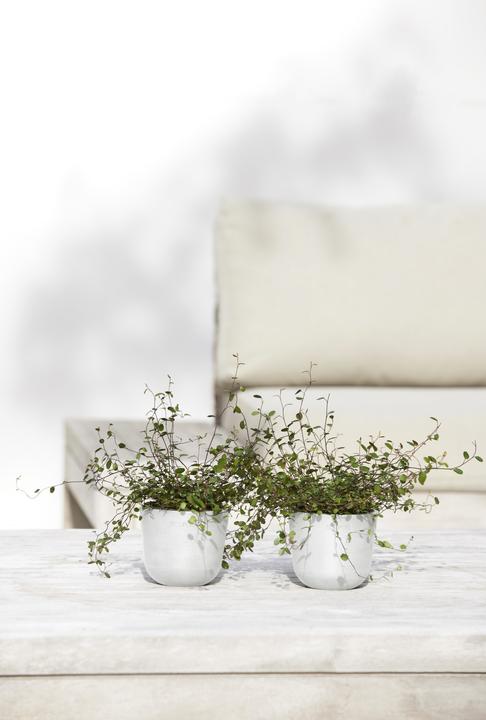Immagine prodotto Ecopots Oslo Mini (19 cm)