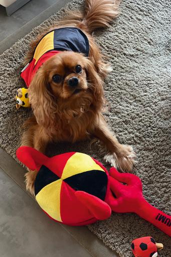 Immagine prodotto Beeztees Cane Cape Go Belgio (Cappotto per cani)