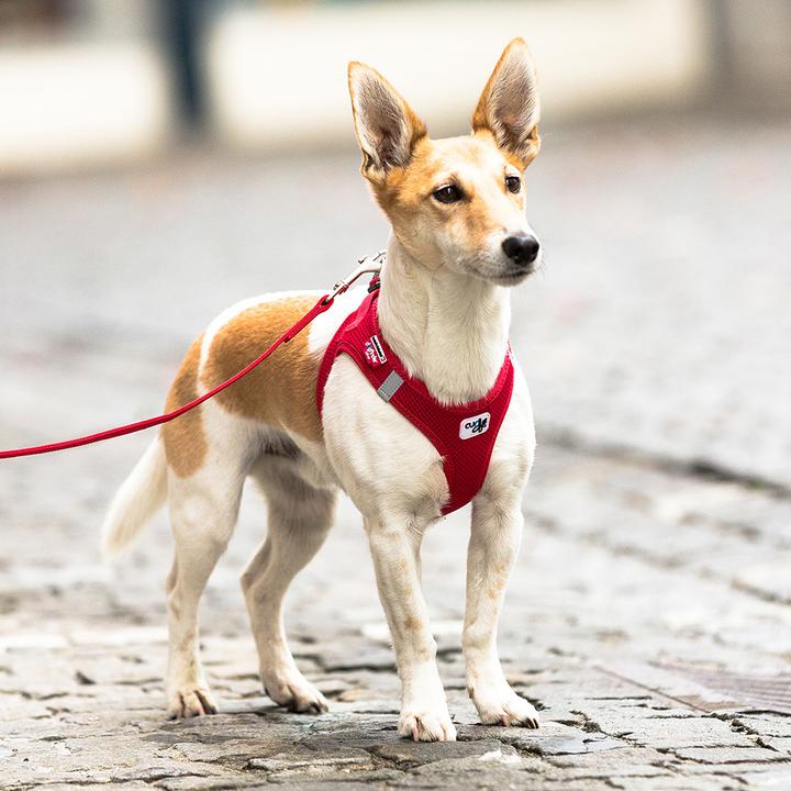Actual product image Curli Harness Vest Air-Mesh M, Moss (M, Dog, General)