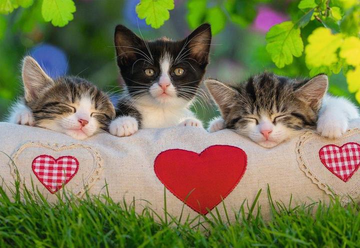 Actual product image Ravensburger Sleepy kittens (24 pieces)