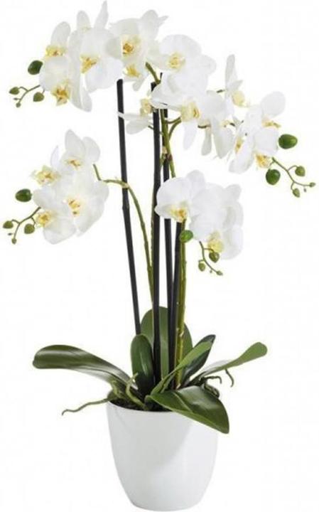Botanic-Haus Phalaenopsis (Orchid) (67 cm)