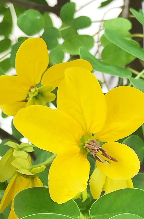 Produktbild Khadi Senna Cassia