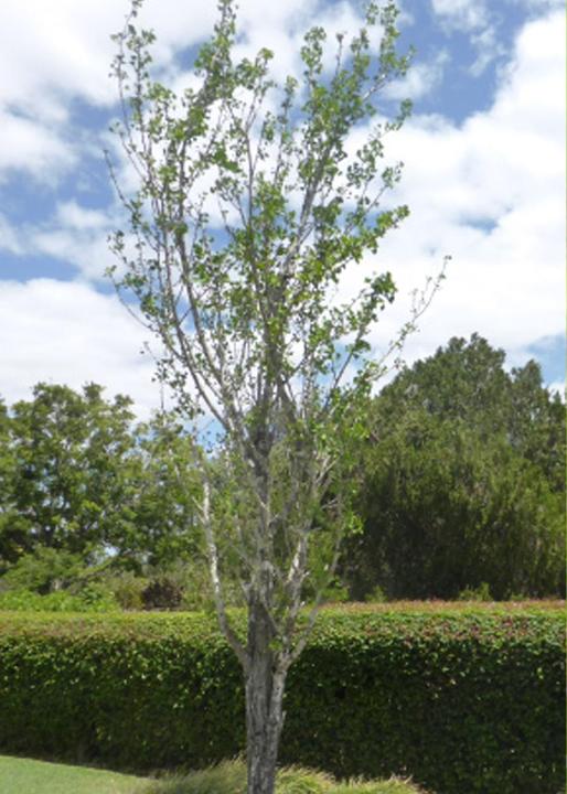 Image du produit Tropica Ginkgo feuille d'éventail (Graines de plantes)