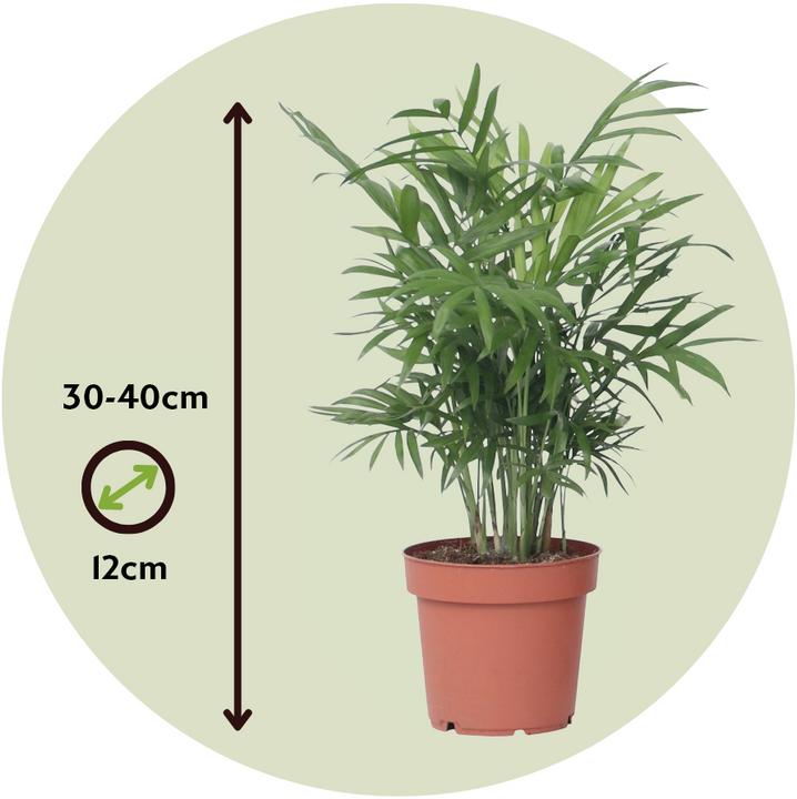 Produktbild Plant in a Box Chamaedorea elegans - Bergpalme (30 cm)
