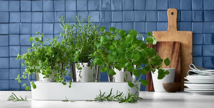 Actual product image WMF herb garden (14 cm)