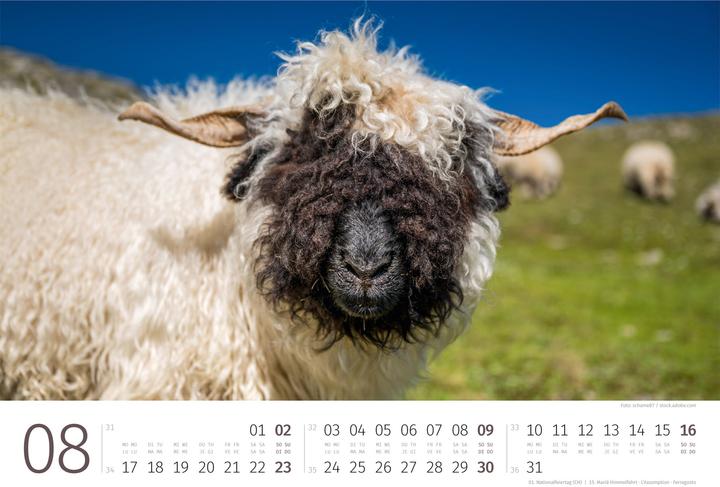Produktbild Schafe Kalender 2026 (45 x 33 cm, Harter Einband, Deutsch, Französisch, Italienisch, Englisch)