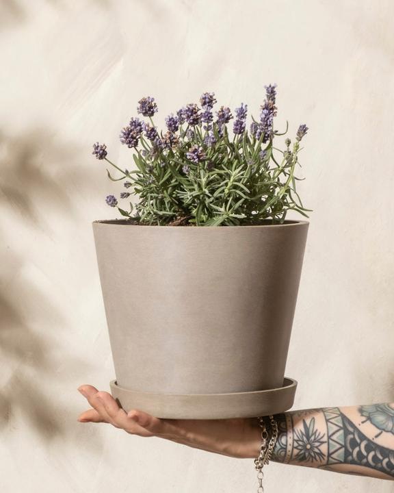 Produktbild feey Lavendel (20 cm, Tierfreundlich)